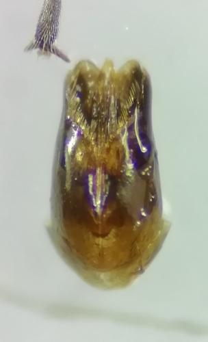 Réf. 261 849 : Chrysis ruddii